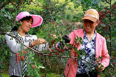 2019武都花椒產(chǎn)銷對(duì)接(電商)洽談會(huì)在階州廣場(chǎng)隆重開幕~