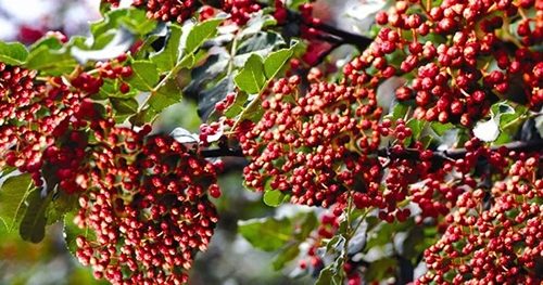 2019武都花椒產(chǎn)銷對(duì)接(電商)洽談會(huì)在階州廣場(chǎng)隆重開幕~